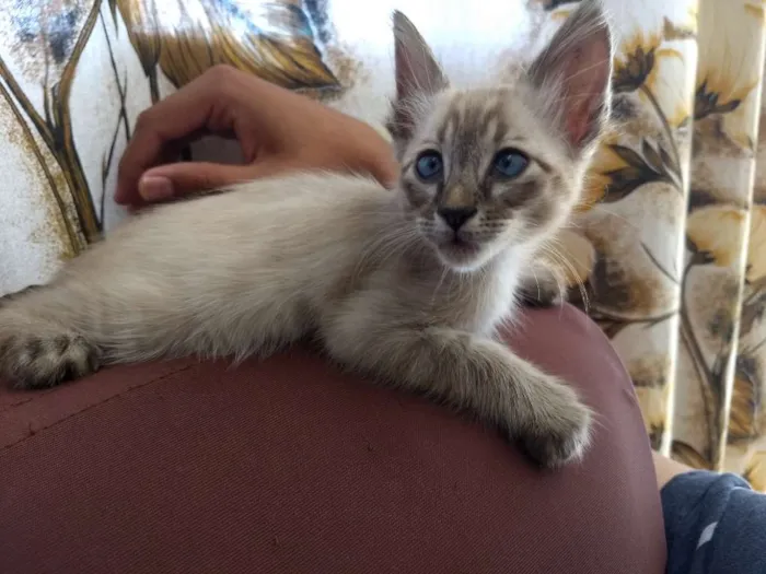 Gato ra a Srd idade Abaixo de 2 meses nome Sem nome