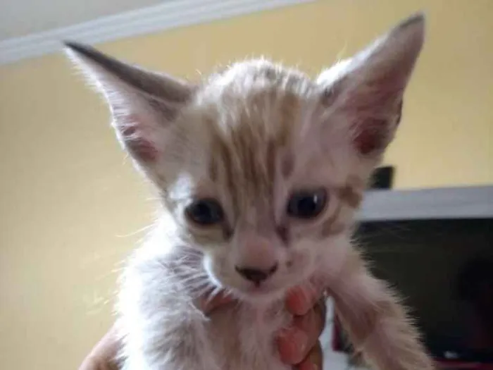 Gato ra a Srd idade Abaixo de 2 meses nome Sem nome