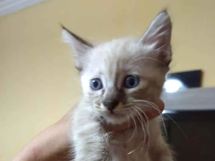 Gato ra a Srd idade Abaixo de 2 meses nome Sem nome
