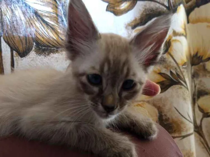 Gato ra a Srd idade Abaixo de 2 meses nome Sem nome
