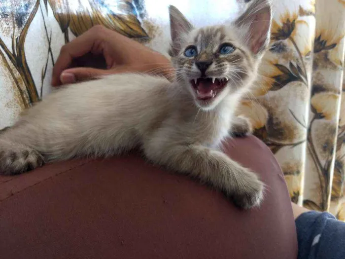 Gato ra a Srd idade Abaixo de 2 meses nome Sem nome