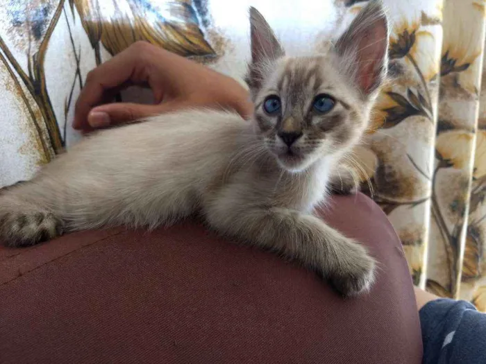 Gato ra a Srd idade Abaixo de 2 meses nome Sem nome