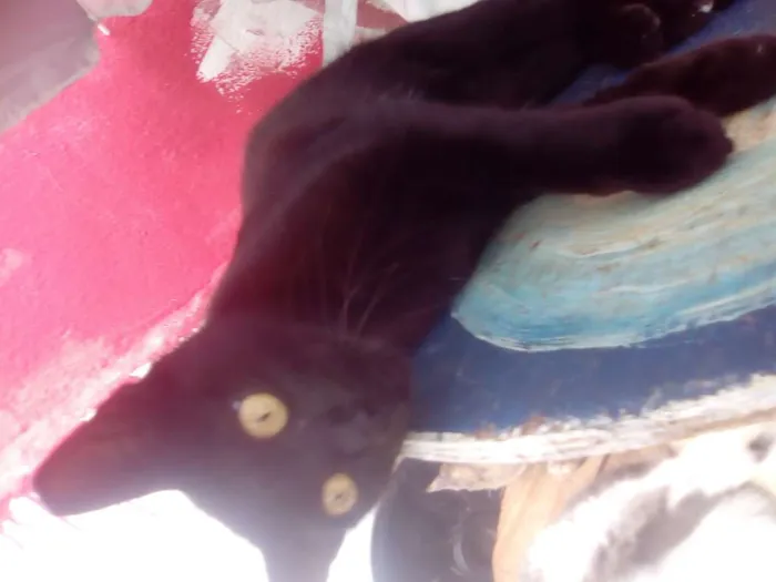Gato raça Srd idade 7 a 11 meses nome Lizzy