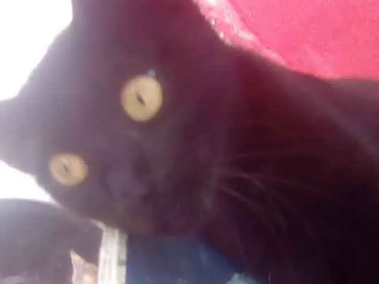 Gato raça Srd idade 7 a 11 meses nome Lizzy