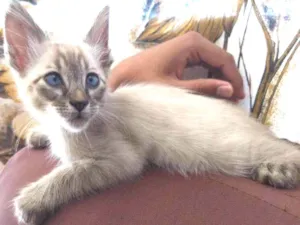 Gato raça Srd idade Abaixo de 2 meses nome Sem nome