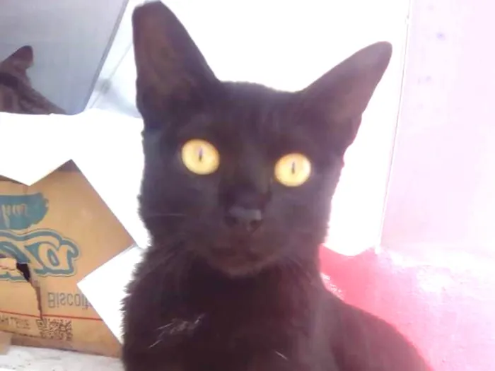 Gato raça Srd idade 7 a 11 meses nome Lizzy