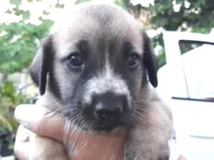 Cachorro raça Sem raça idade Abaixo de 2 meses nome Sem nome