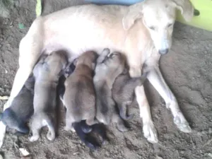 Cachorro raça Sem raça idade 5 anos nome Meg