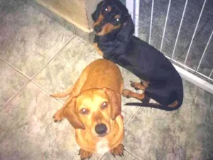 Cachorro raça Basset hound idade 1 ano nome Sem nome