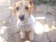 Gordinho