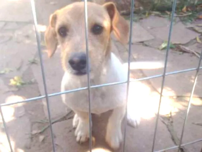 Cachorro ra a Vira-Lata idade 7 a 11 meses nome Gordinho