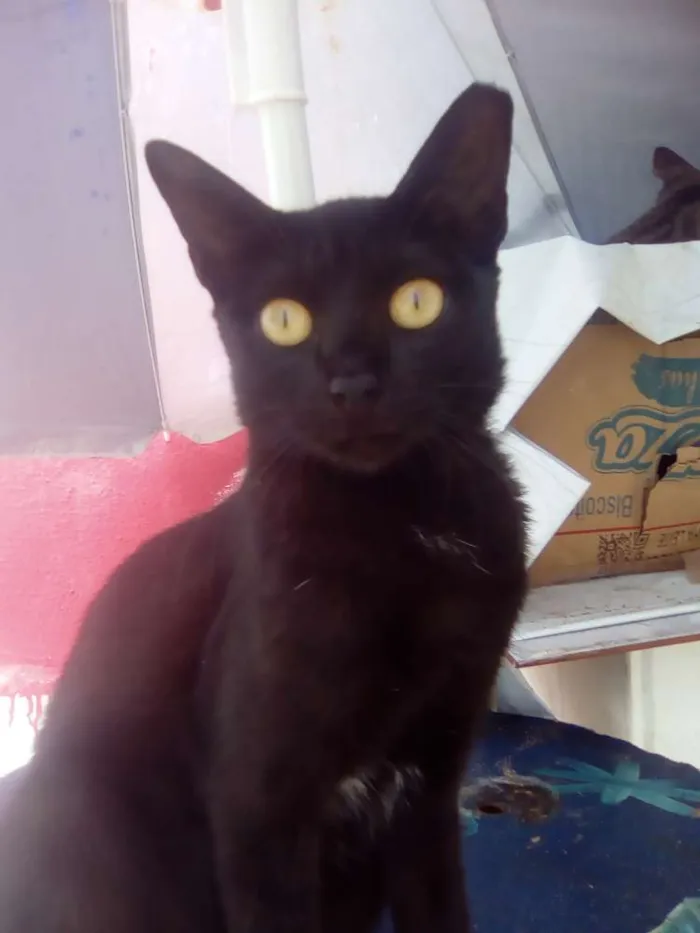 Gato raça Srd idade 7 a 11 meses nome Lizzy