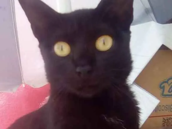 Gato raça Srd idade 7 a 11 meses nome Lizzy