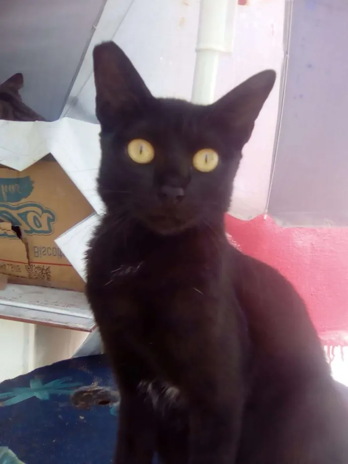 Gato raça Srd idade 7 a 11 meses nome Lizzy