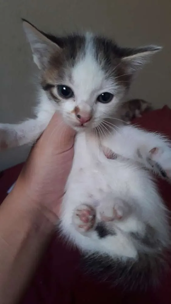 Gato ra a SRD idade Abaixo de 2 meses nome GATINHOS ARAÇATUBA