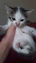 GATINHOS ARAÇATUBA