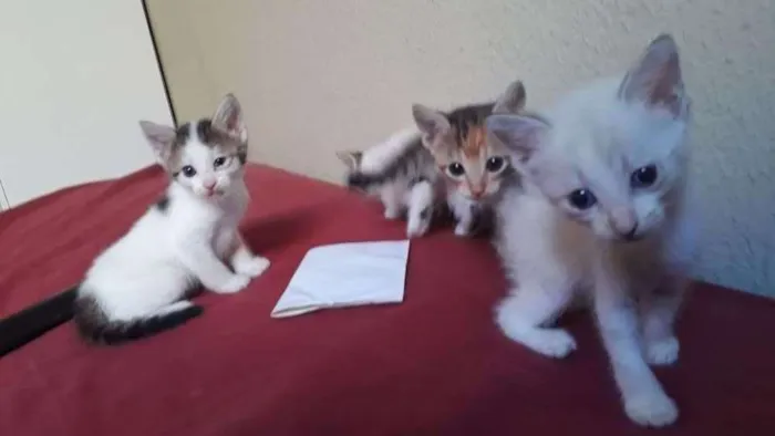 Gato ra a SRD idade Abaixo de 2 meses nome GATINHOS ARAÇATUBA