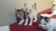 GATINHOS ARAÇATUBA