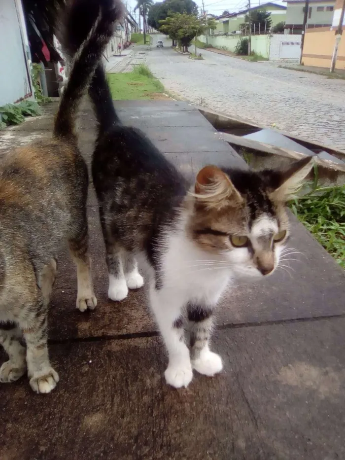 Gato raça Srd idade 7 a 11 meses nome Loren