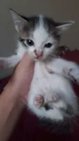 GATINHOS