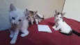 GATINHOS