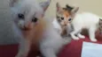 GATINHOS 