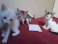 GATINHOS 