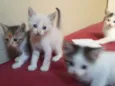 GATINHOS