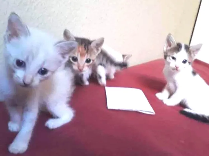 Gato ra a SRD idade Abaixo de 2 meses nome GATINHOS ARAÇATUBA