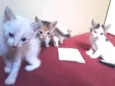 GATINHOS ARAÇATUBA