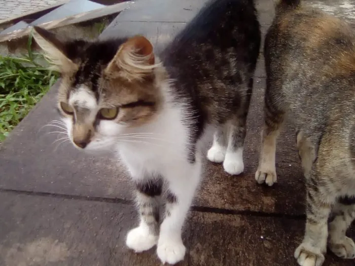 Gato raça Srd idade 7 a 11 meses nome Loren