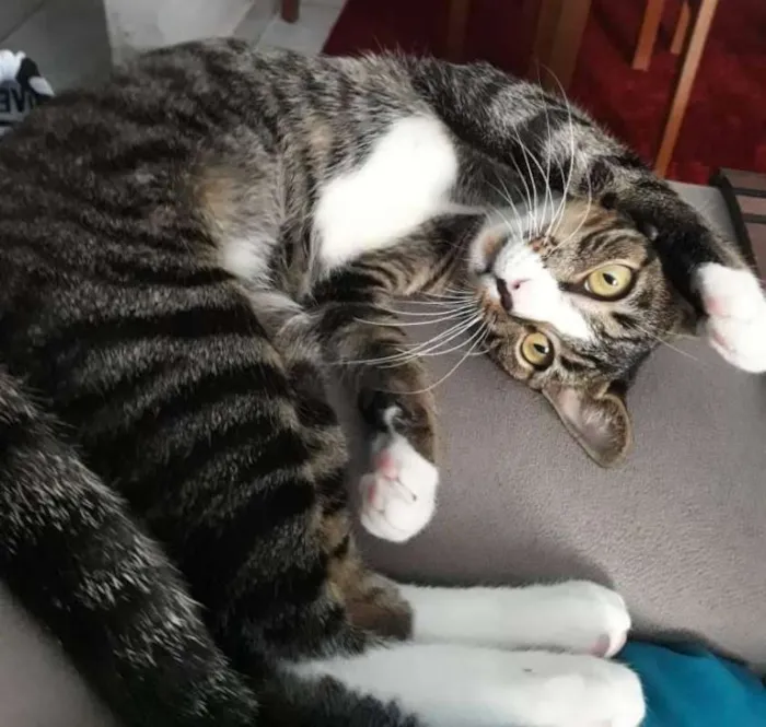 Gato ra a  idade 2 a 6 meses nome Diego