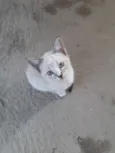 Filó