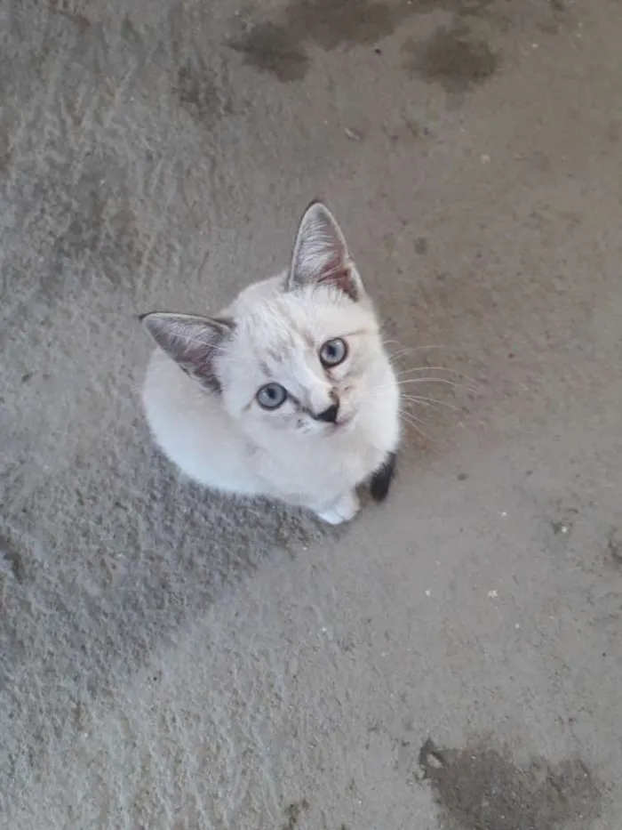 Gato ra a Srd idade 2 a 6 meses nome Filó