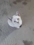 Filó