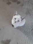 Teco