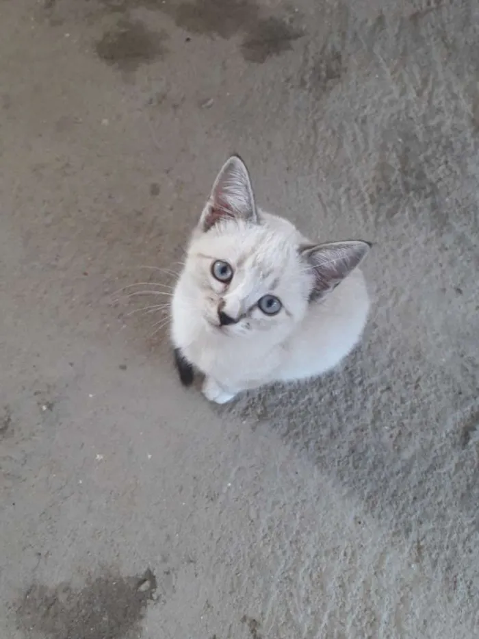 Gato ra a Srd idade 2 a 6 meses nome Teco