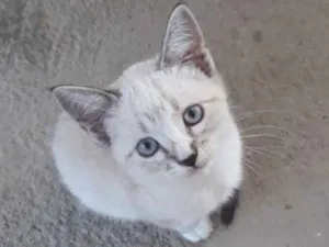 Gato raça Srd idade 2 a 6 meses nome Teco