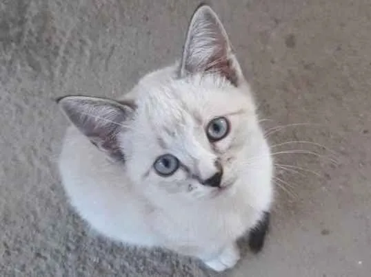 Gato ra a Srd idade 2 a 6 meses nome Teco