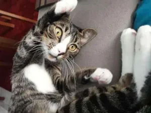 Gato raça  idade 2 a 6 meses nome Diego