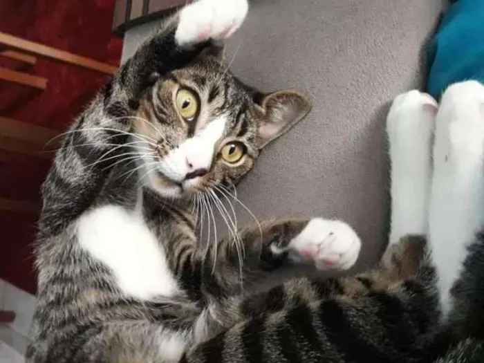 Gato ra a  idade 2 a 6 meses nome Diego