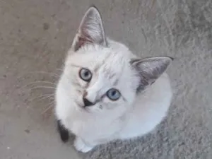 Gato raça Srd idade 2 a 6 meses nome Filó