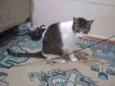 Pequena órfã