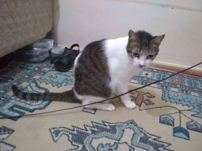 Gato ra a  idade 6 ou mais anos nome Pequena órfã