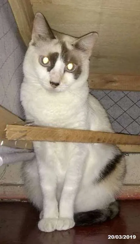 Gato ra a  idade 6 ou mais anos nome Branquinha órfã
