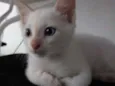 Alemão