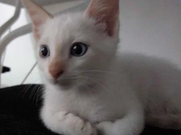 Gato ra a Sem raça definida idade 2 a 6 meses nome Alemão