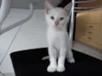 Alemão