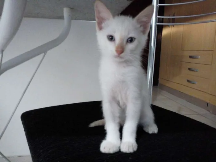 Gato ra a Sem raça definida idade 2 a 6 meses nome Alemão
