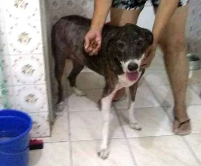 Cachorro ra a  idade 6 ou mais anos nome Kate órfã